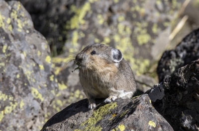 Pika Yellowstone NP Sept 2024